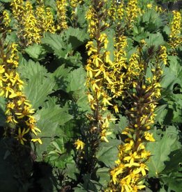 Bron and Sons Ligularia 'The Rocket'  #2