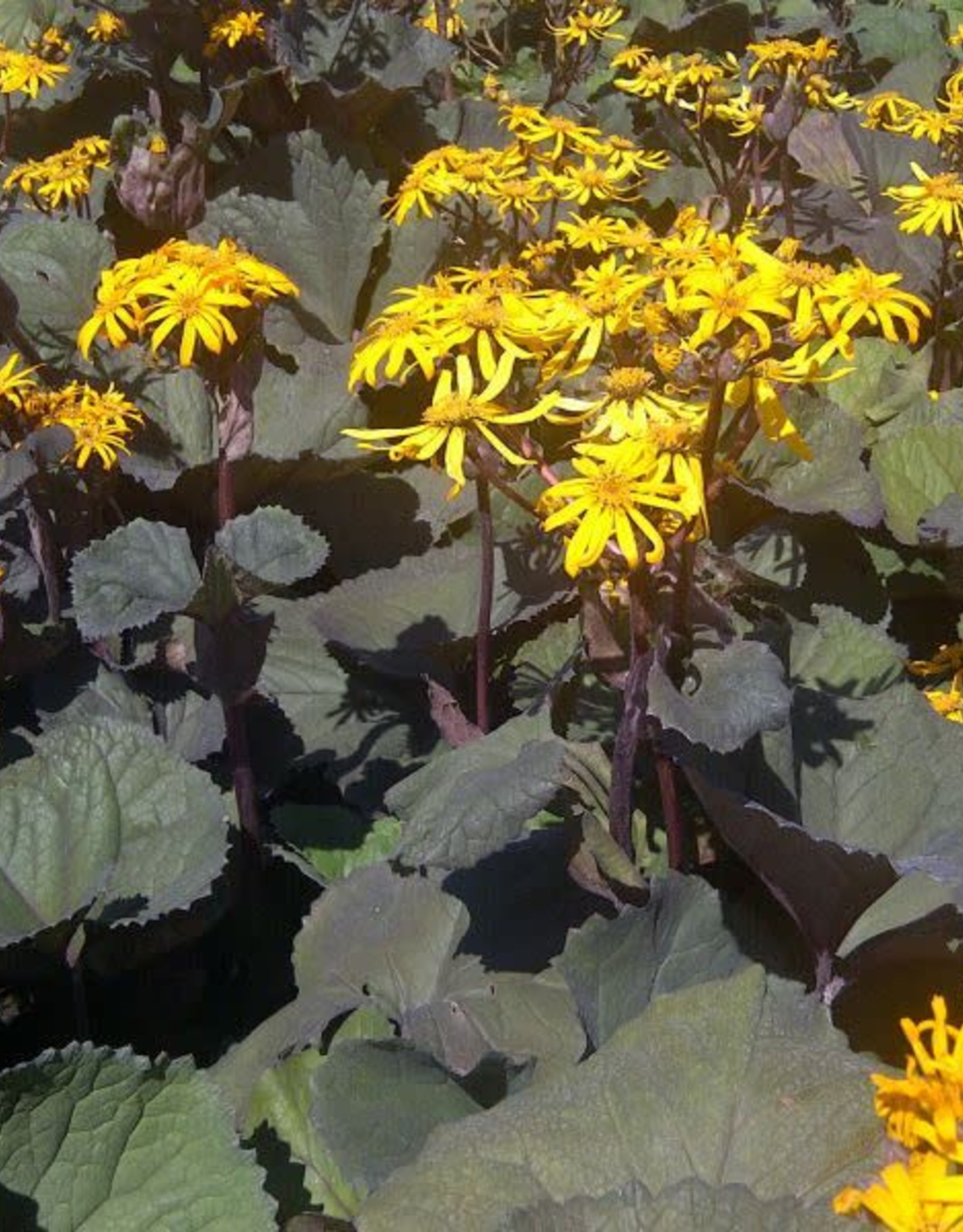 Bron and Sons Ligularia dentata 'Othello' #2  -Othello Ligularia