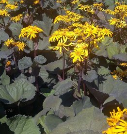 Bron and Sons Ligularia dentata 'Othello' #2  -Othello Ligularia