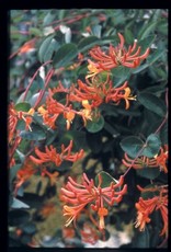 Bron and Sons Lonicera 'Mandarin' #1  Mandarin Honeysuckle