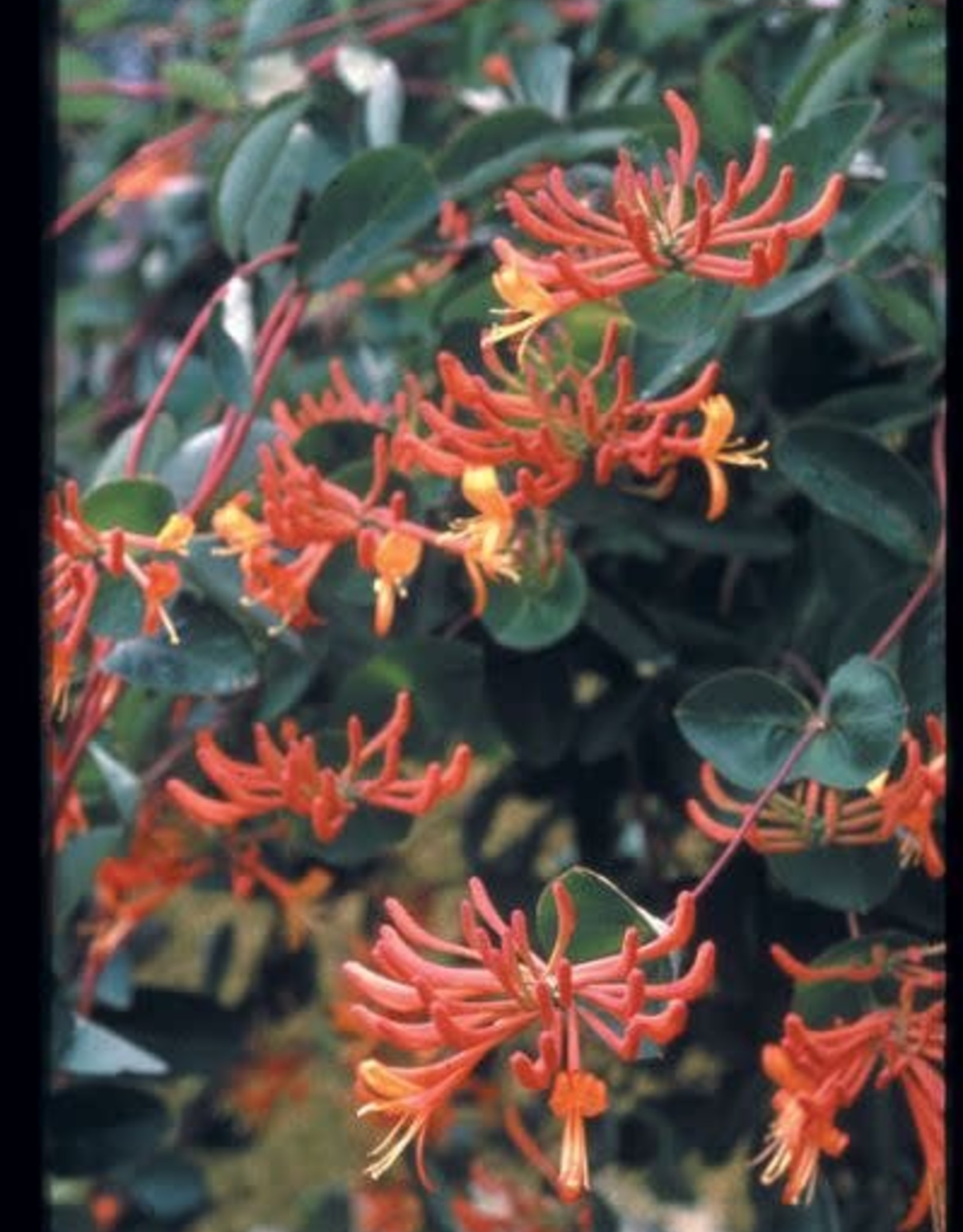Bron and Sons Lonicera 'Mandarin' #1  Mandarin Honeysuckle