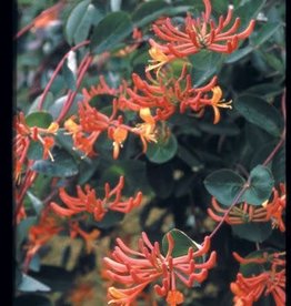 Bron and Sons Lonicera 'Mandarin' #1  Mandarin Honeysuckle