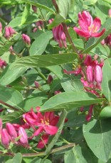 Bron and Sons Lonicera tatarica 'Arnold Red' #2 Honeysuckle