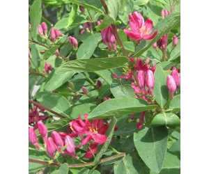 Lonicera tatarica 'Arnold Red' #2 Honeysuckle - Wagon Wheel