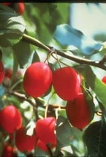 Bron and Sons Malus robusta 'Dolgo' #5 CVI Dolgo Crabapple tree