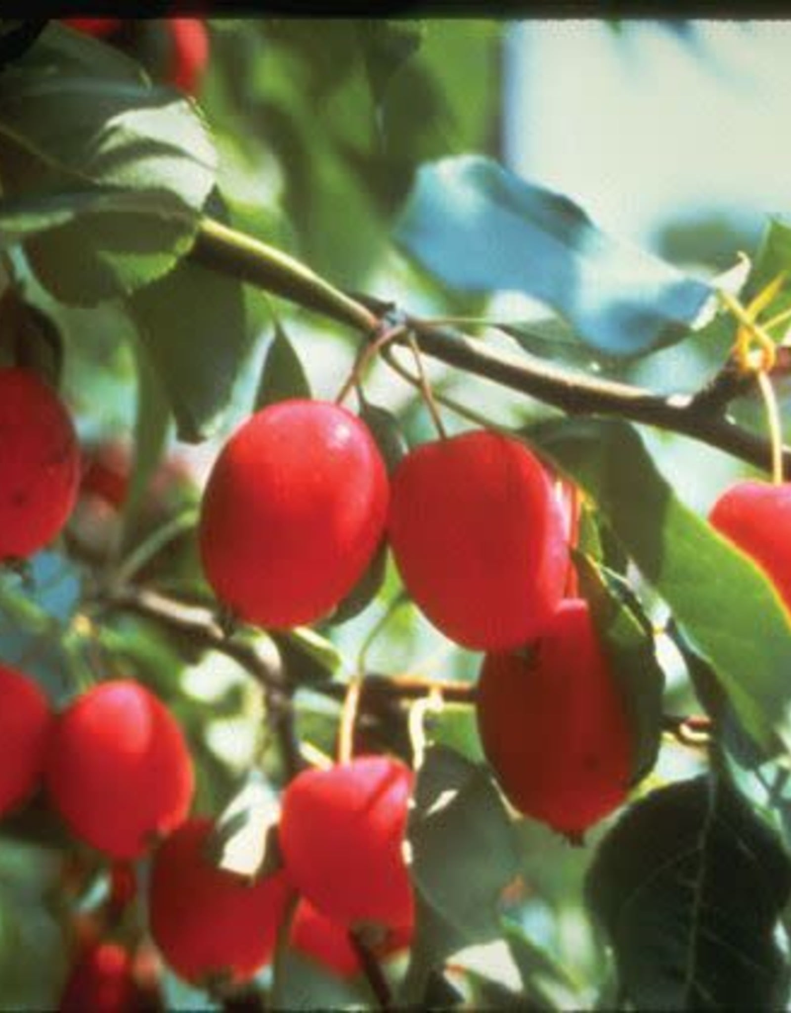 Bron and Sons Malus robusta 'Dolgo' #5 CVI Dolgo Crabapple tree
