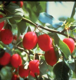 Bron and Sons Malus robusta 'Dolgo' #5 CVI Dolgo Crabapple tree