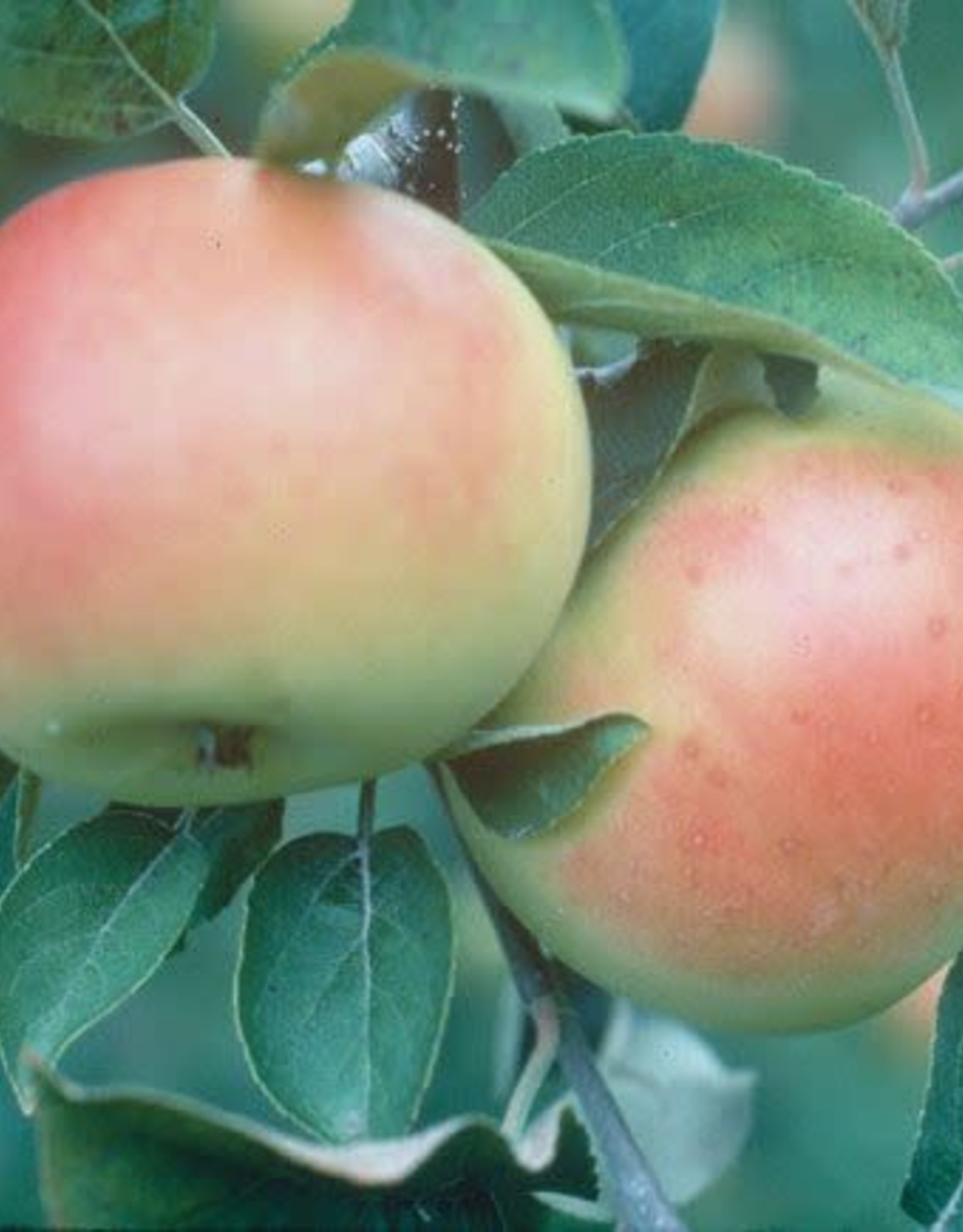 Bron and Sons Malus 'Goodland' Apple tree #5