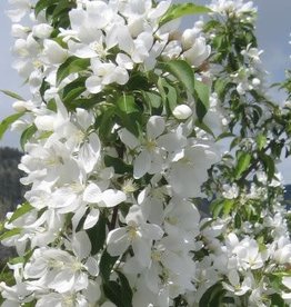 Bron and Sons Malus 'Spring Snow' #5 Flowering Crab Apple tree