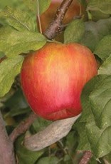 Bron and Sons Malus 'Honeycrisp' #5 Apple tree