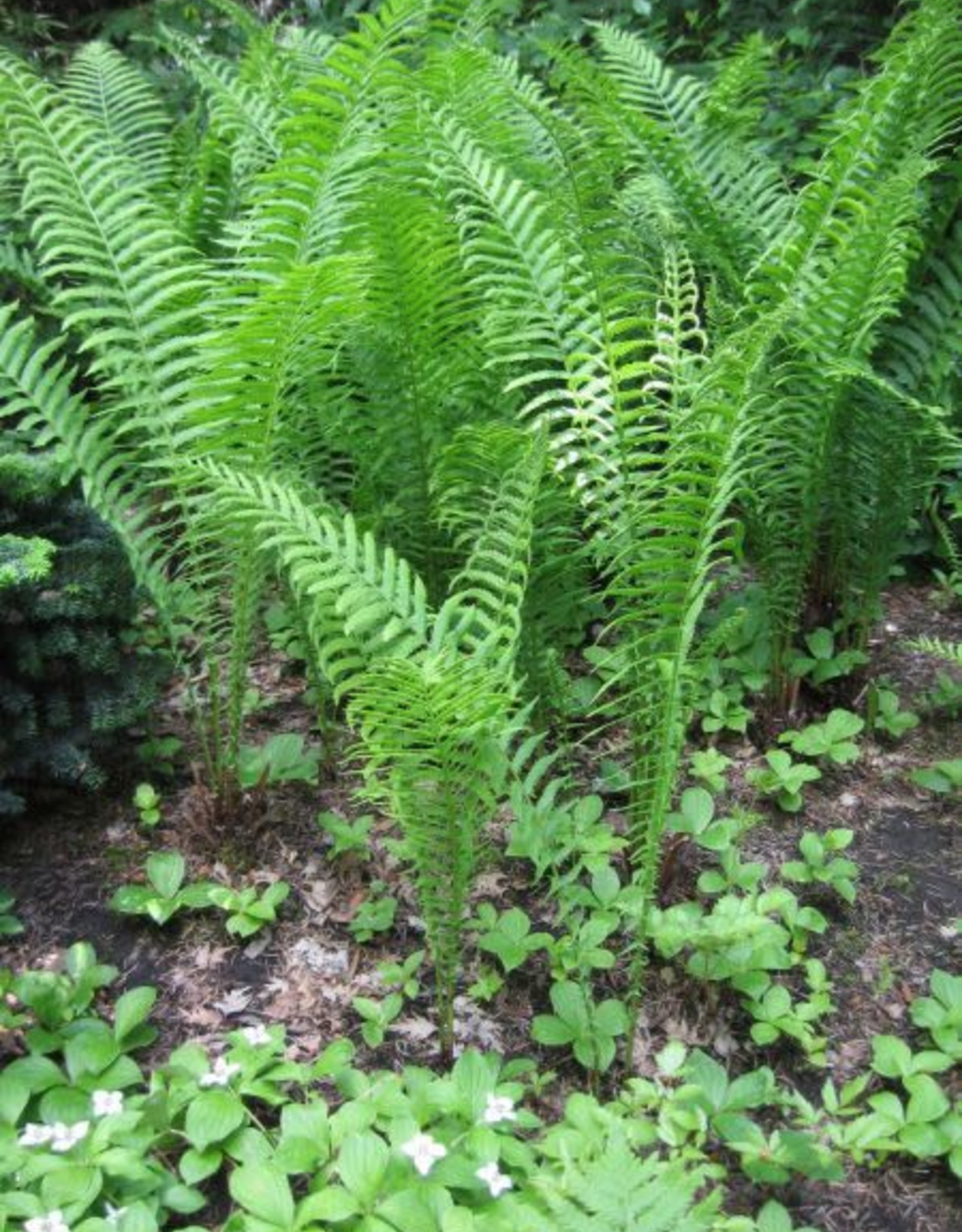 Bron and Sons Matteuccia struthiopteris #1 Native Fern