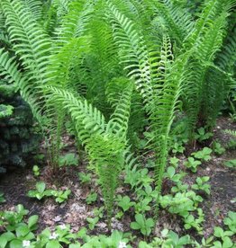 Bron and Sons Matteuccia struthiopteris #1 Native Fern