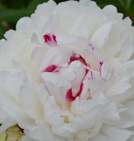 Bron and Sons Paeonia lactiflora 'Festiva Maxima' #1 Peony