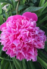 Bron and Sons Paeonia lactiflora 'Pink Cameo' #1  Pink Cameo Peony