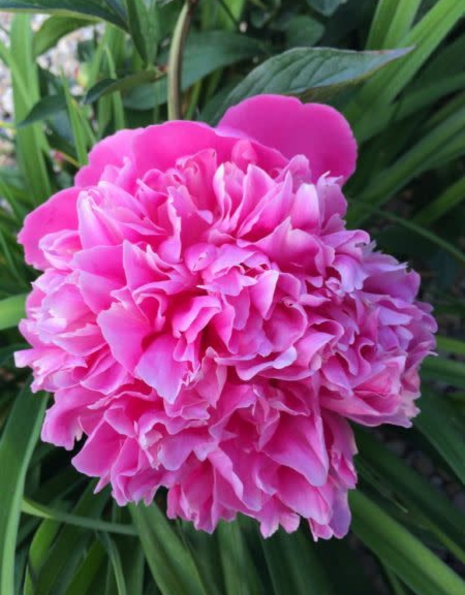 Bron and Sons Paeonia lactiflora 'Pink Cameo' #1  Pink Cameo Peony