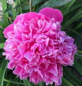 Bron and Sons Paeonia lactiflora 'Pink Cameo' #1  Pink Cameo Peony