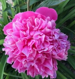 Bron and Sons Paeonia lactiflora 'Pink Cameo' #1Peony