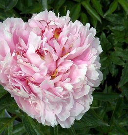 Bron and Sons Paeonia lactiflora 'Sarah Bernhardt' #1 Peony