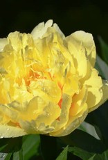Bron and Sons Paeonia x Itoh  'Yellow Crown' #2  Yellow Crown Itoh Peony