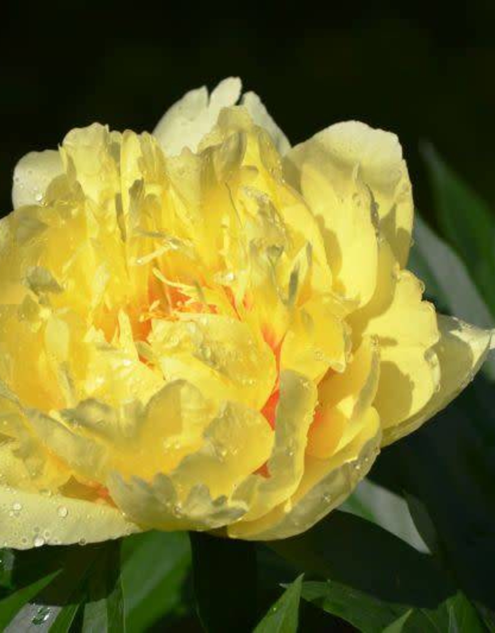 Bron and Sons Paeonia x Itoh  'Yellow Crown' #2  Yellow Crown Itoh Peony