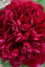 Bron and Sons Paeonia officinalis 'Rubra Plena' #1  Red Memorial Day Peony