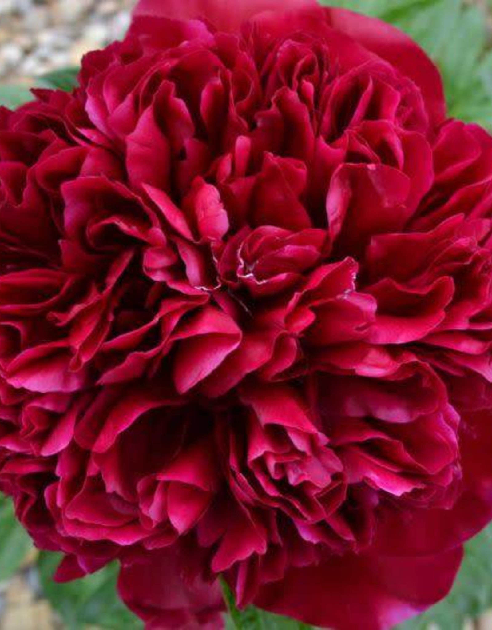 Bron and Sons Paeonia officinalis 'Rubra Plena' #1 Peony Red Memorial Day