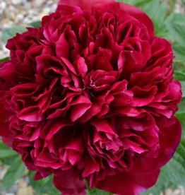 Bron and Sons Paeonia officinalis 'Rubra Plena' #1  Red Memorial Day Peony
