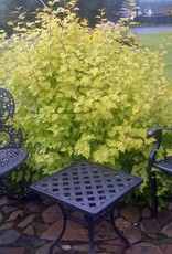 Bron and Sons Physocarpus o. 'Dart's Gold' #2 Ninebark