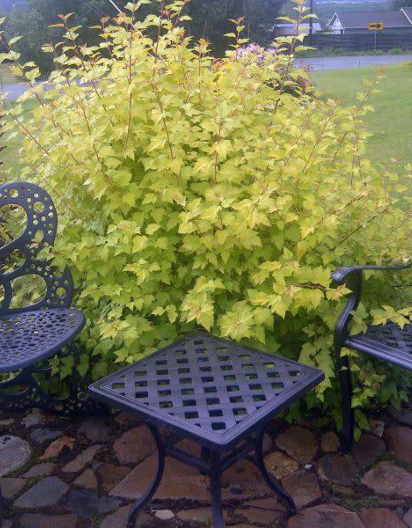 Bron and Sons Physocarpus o. 'Dart's Gold' #2 Ninebark