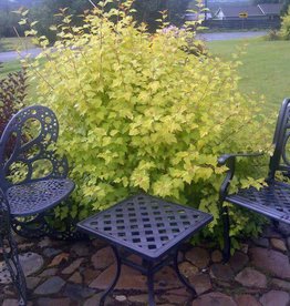 Bron and Sons Physocarpus o. 'Dart's Gold' #2 Ninebark