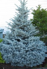 Bron and Sons Picea p. glauca 'Montgomery' #5 Blue Spruce