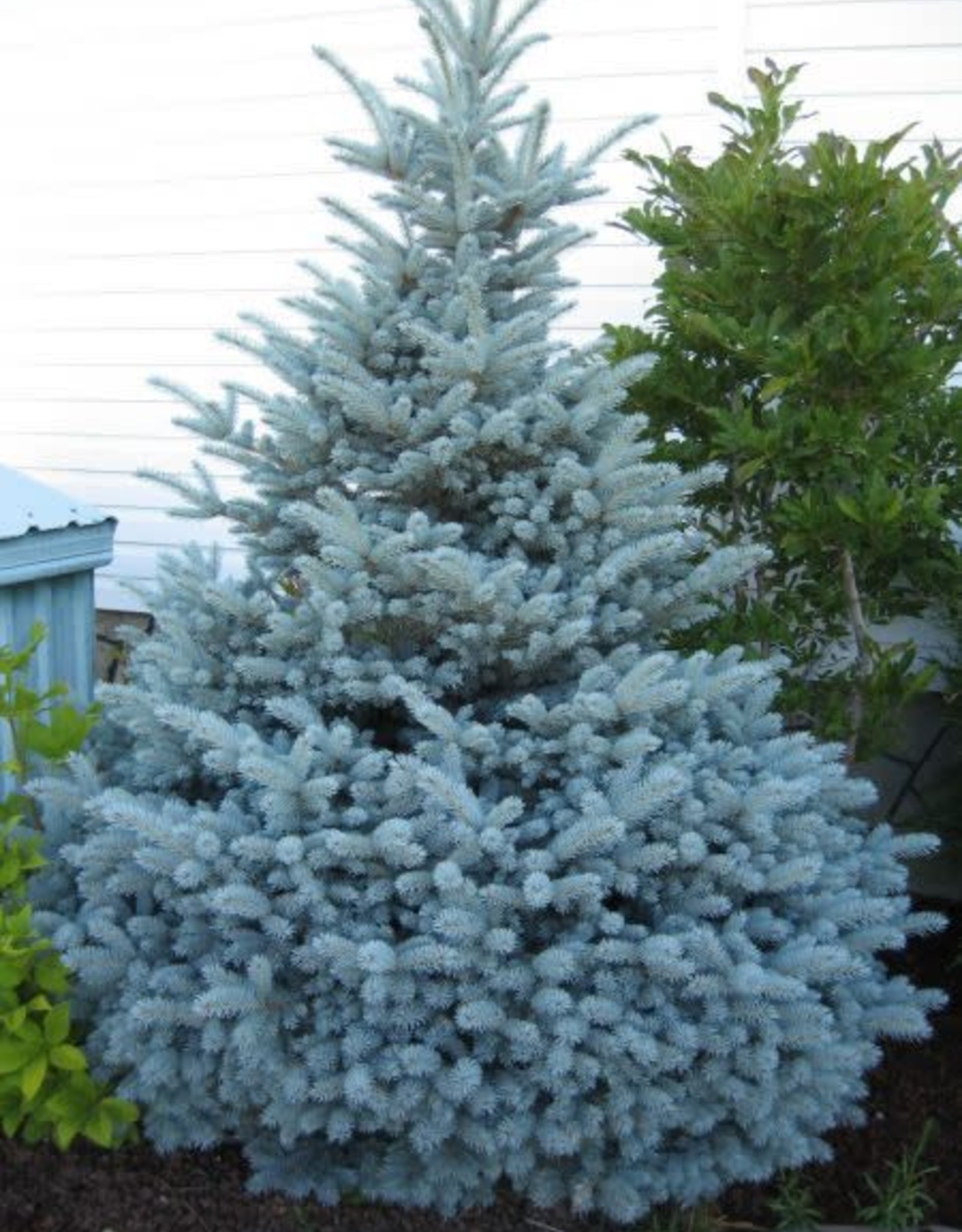 Bron and Sons Picea p. glauca 'Montgomery' #5 Blue Spruce