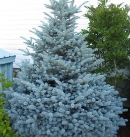Bron and Sons Picea p. glauca 'Montgomery' #5 Blue Spruce
