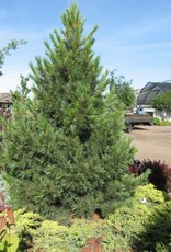 Bron and Sons Pinus cembra #5 Swiss Pine
