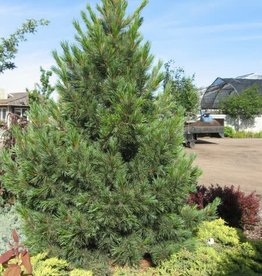 Bron and Sons Pinus cembra #5 Swiss Pine