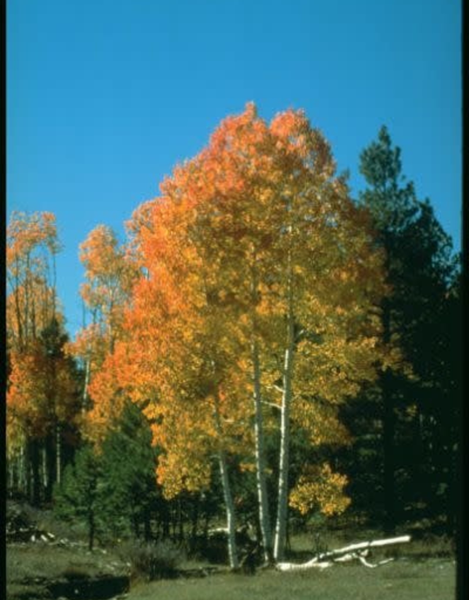 Bron and Sons Populus tremuloides #2 Single Quaking Aspen