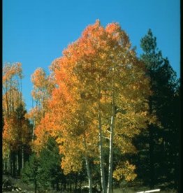 Bron and Sons Populus tremuloides #2 Single Quaking Aspen