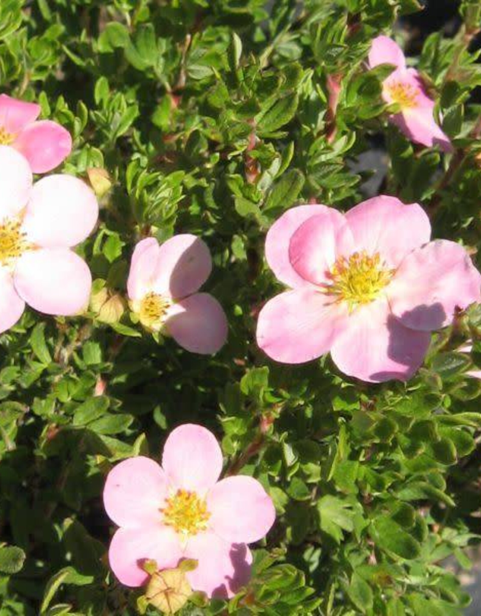 Bron and Sons Potentilla frut. 'P.B.'  #2 Pink Beauty