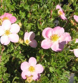 Bron and Sons Potentilla frut. 'P.B.'  #2 Pink Beauty