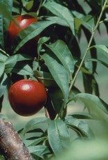 Bron and Sons Prunus 'Toka' #5 Toka Plum