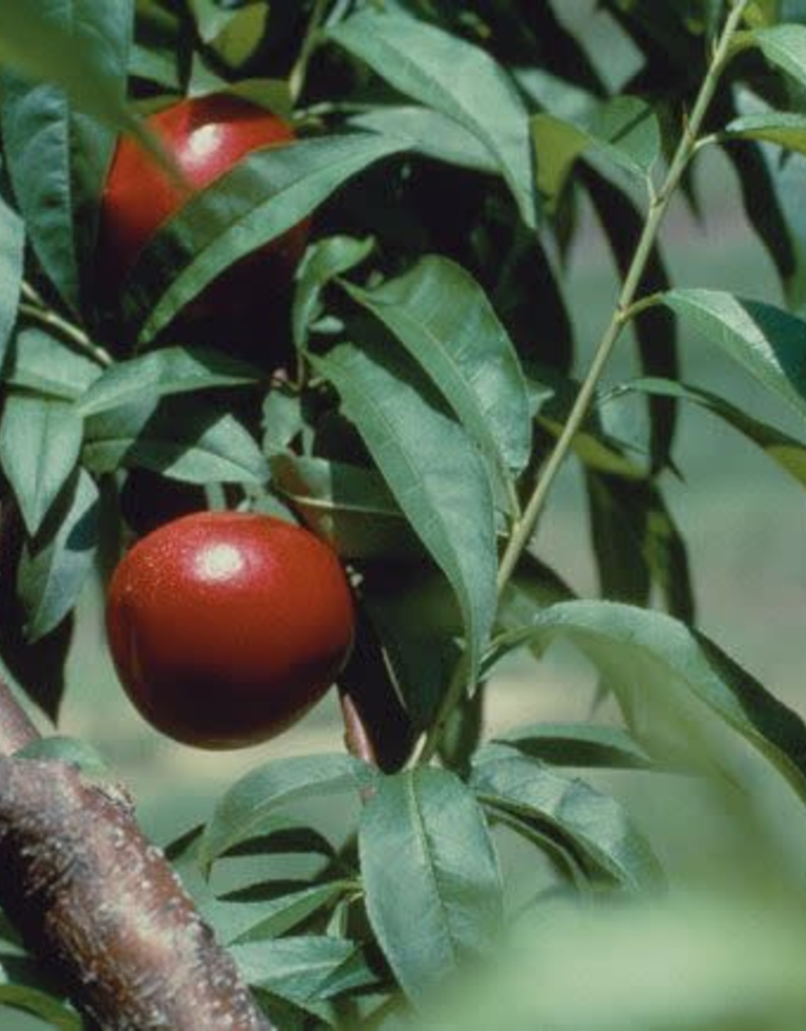 Bron and Sons Prunus 'Toka' #5 Toka Plum