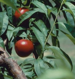 Bron and Sons Prunus 'Toka' #5 Toka Plum