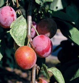 Bron and Sons Prunus americana 'Waneta' #5 Plum