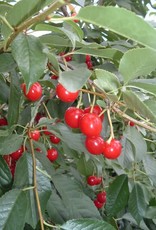 Bron and Sons Prunus cerasus 'Evans' #5 Sour Cherry