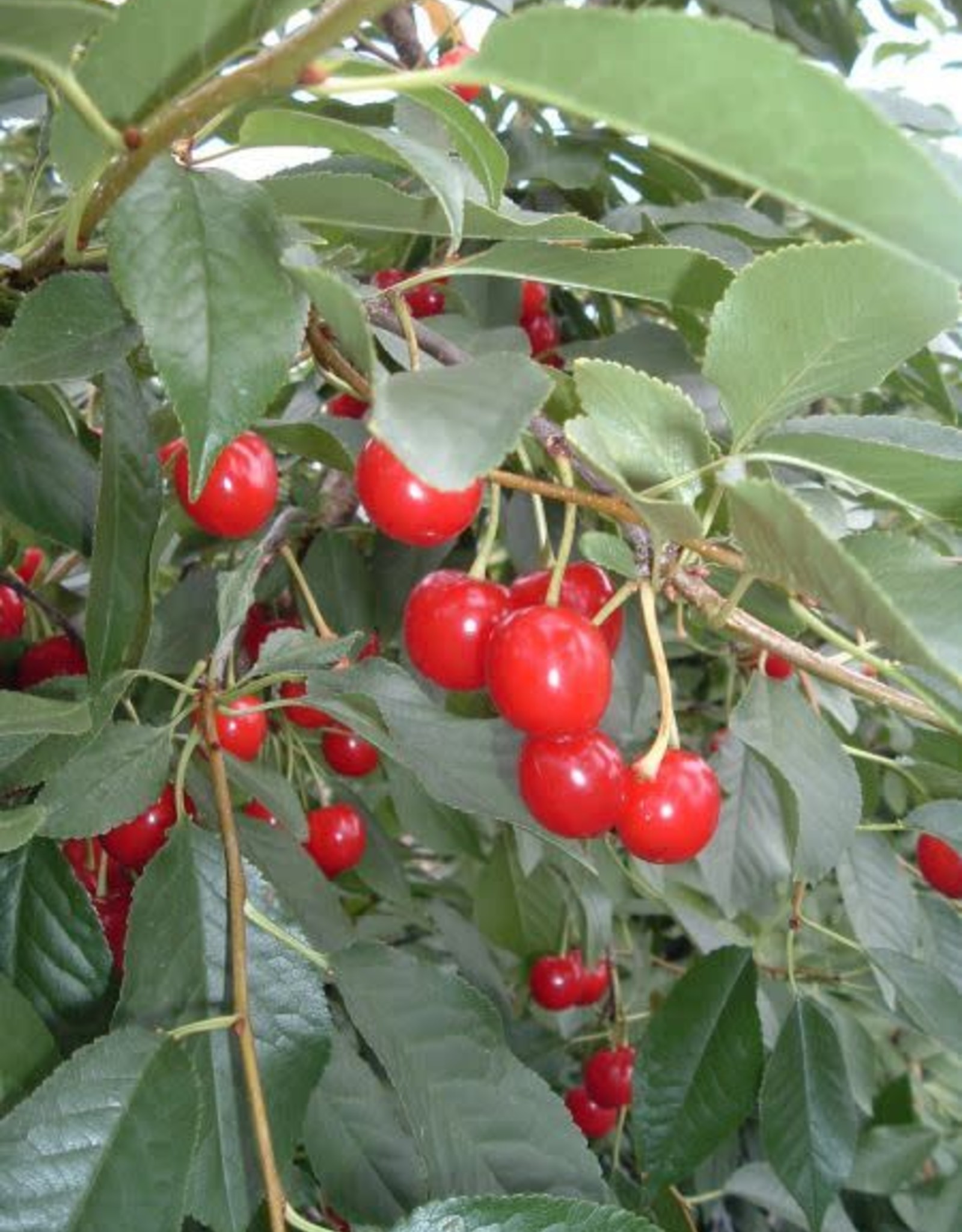 Bron and Sons Prunus cerasus 'Evans' #5 Sour Cherry