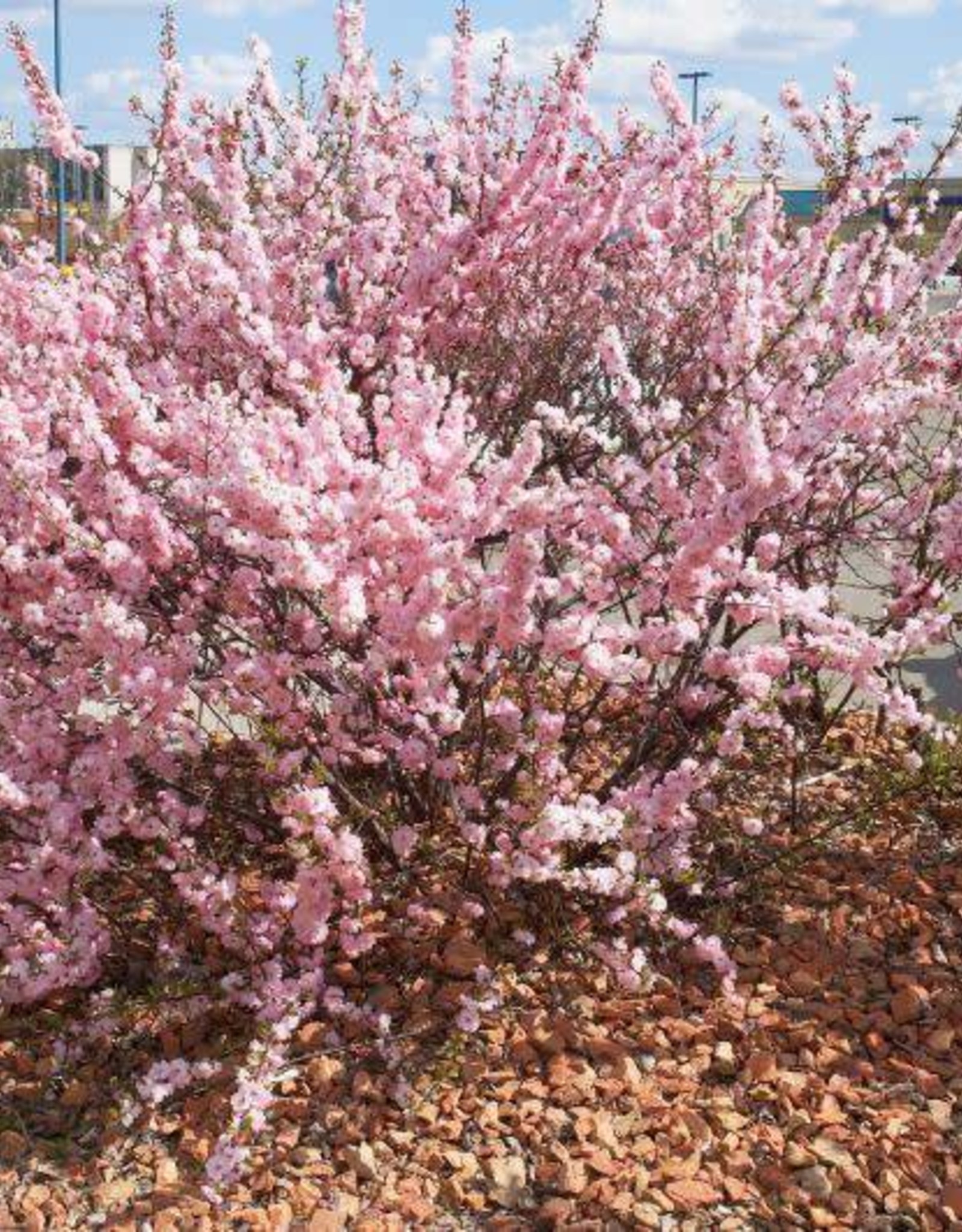 Prunus triloba 'Multiplex' #5 - Double Flowering Plum