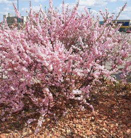 Prunus triloba 'Multiplex' #5 - Double Flowering Plum
