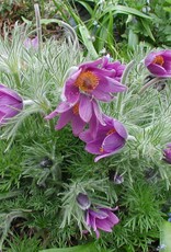 Bron and Sons Pulsatilla vulgaris #1  Purple Pasque Flower