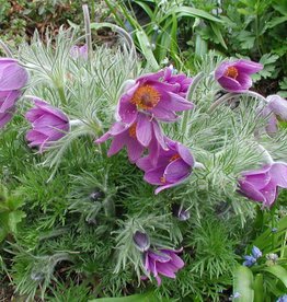 Bron and Sons Pulsatilla vulgaris #1  Purple Pasque Flower