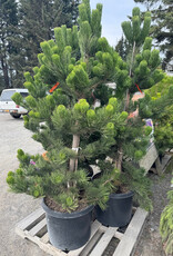 Sester Farms Pinus nigra 'Oregon Green' Austrian Pine #7 30 in.-36 in.